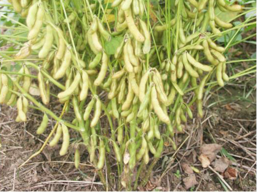 大豆全程施肥方案