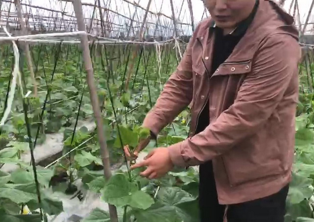 成都金堂縣黃瓜基地
