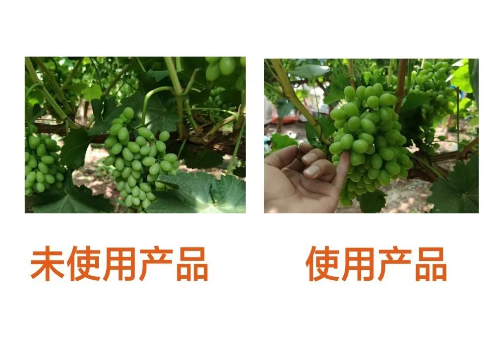 西昌克倫生葡萄基地