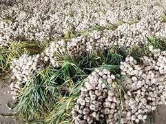 讓大蒜種植煥發(fā)新生機(jī)——河南火燕生物科技有限公司力推“地友”系列農(nóng)肥