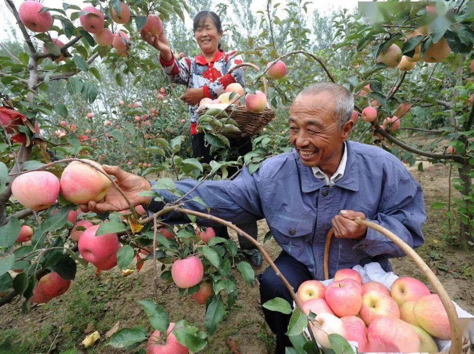 蘋果春季開花到成熟期間的精細化管理及地友果滿園水溶肥的應用