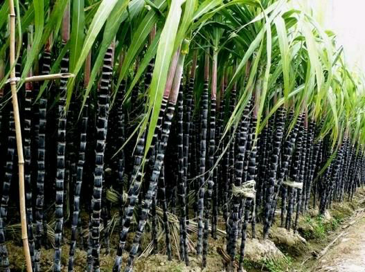 甘蔗種植全程管理與科學(xué)施肥指南