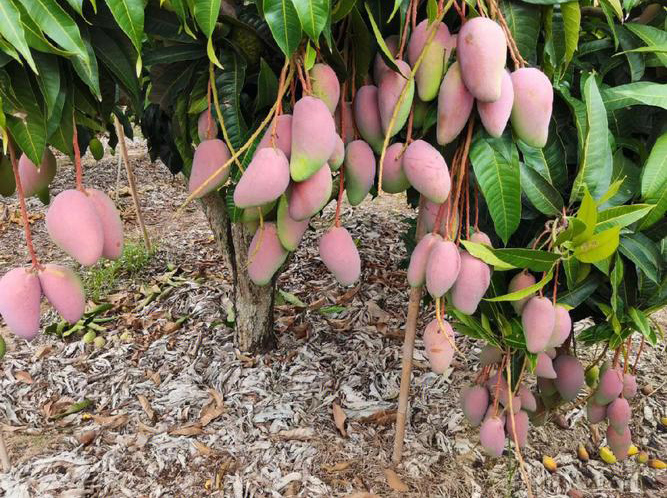 芒果品種解析與種植管理方法探討