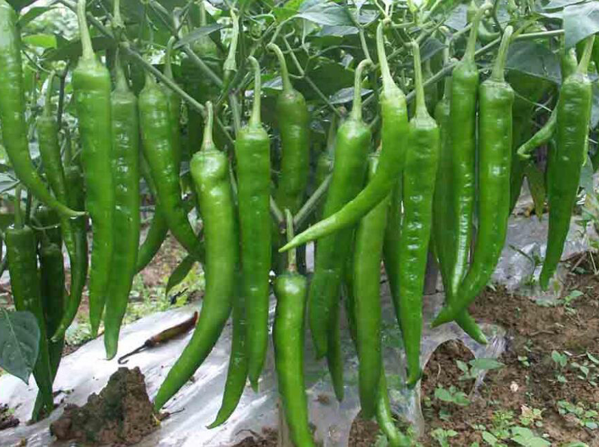 辣椒種植管理全方案