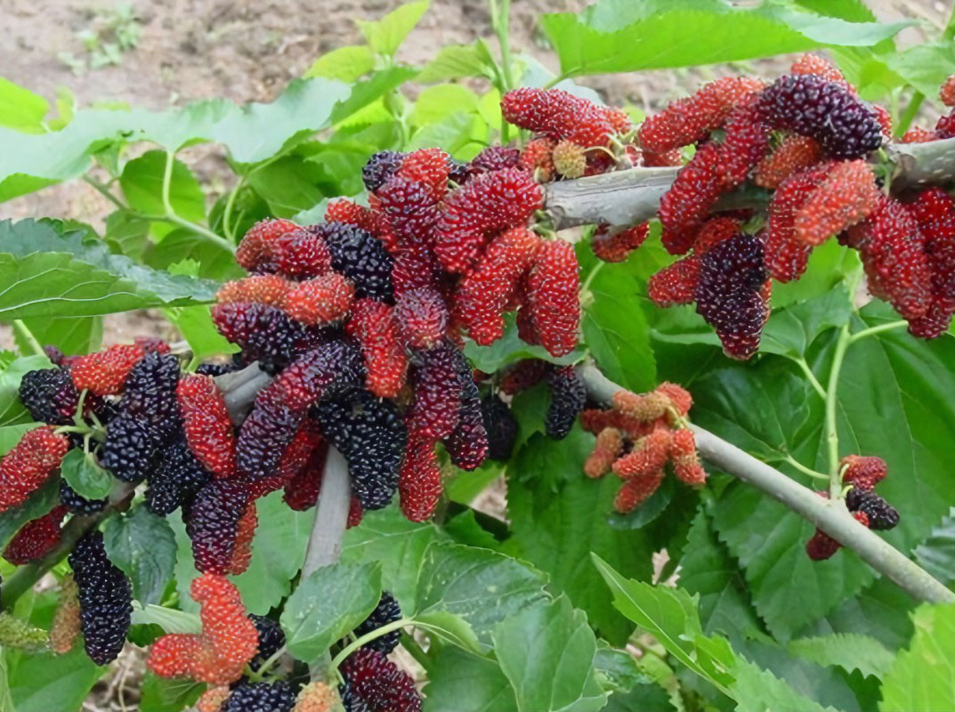 桑葚種植管理方案