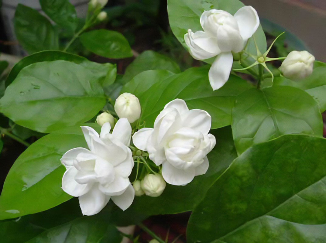 茉莉花的種植管理指南