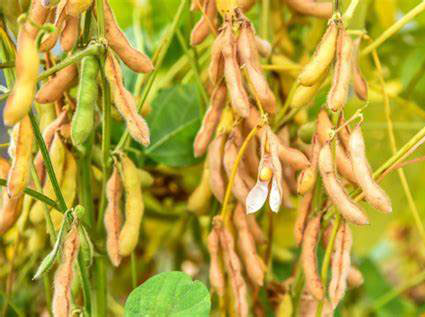 大豆種植管理方案