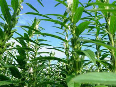 芝麻種植管理方案