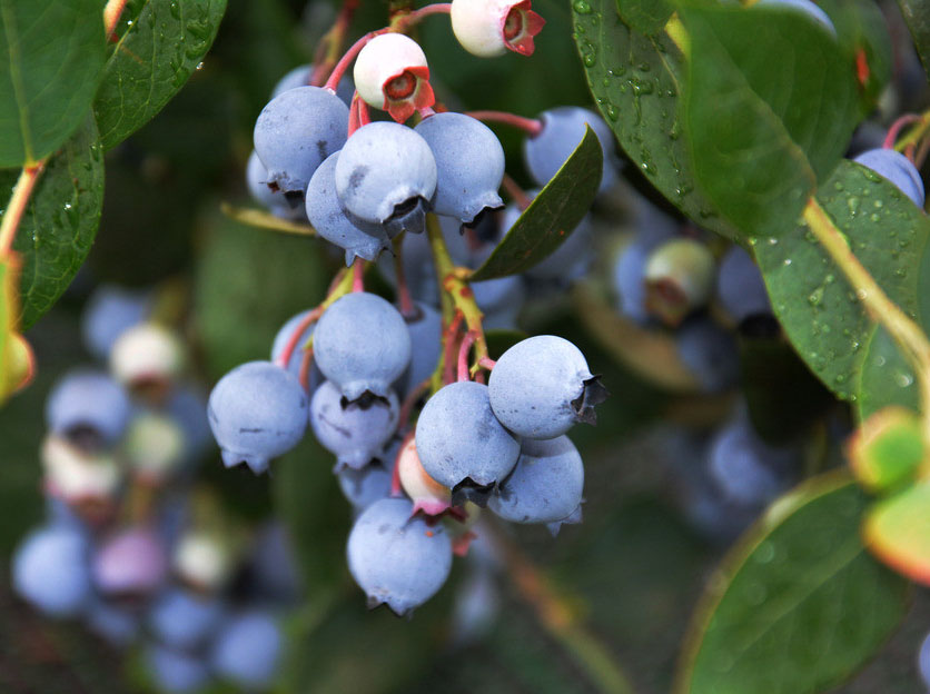 藍(lán)莓的種植與管理