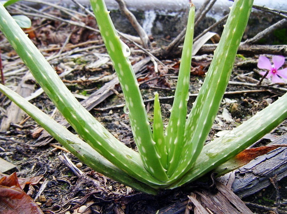 蘆薈種植管理方案