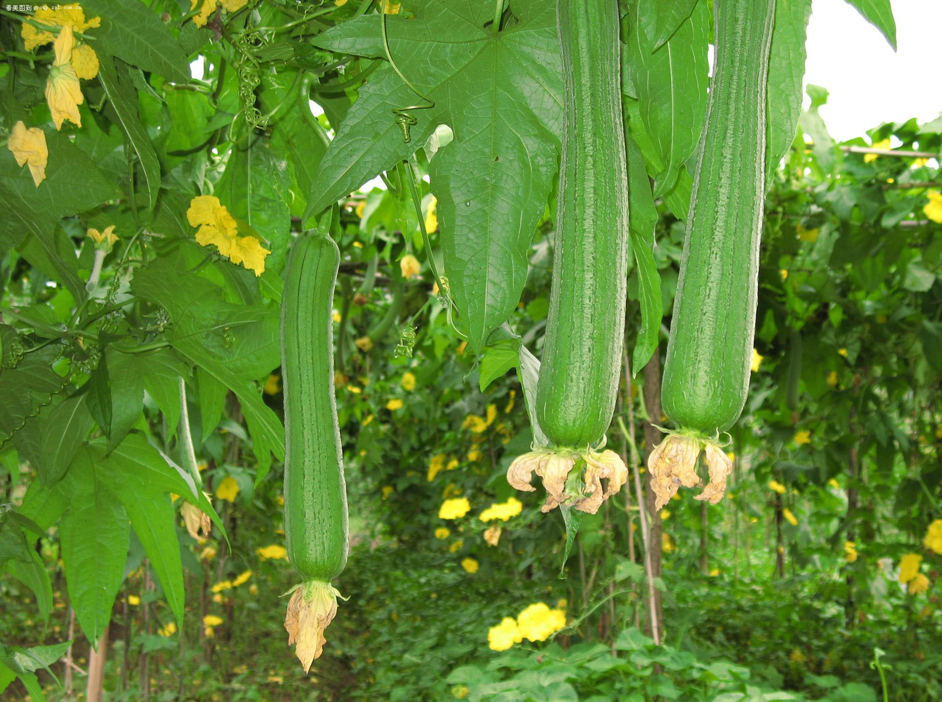 絲瓜種植管理指南