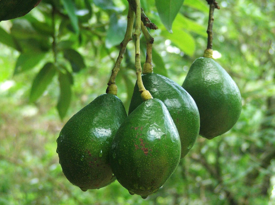 牛油果在我國(guó)的種植與管理