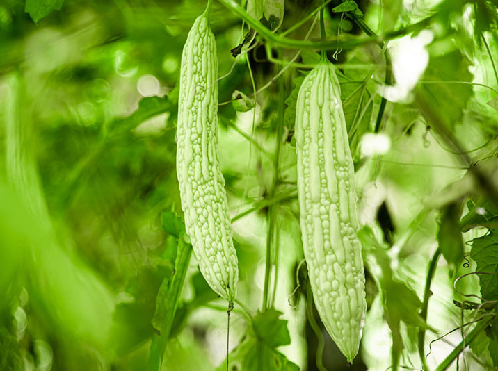 苦瓜種植管理方案