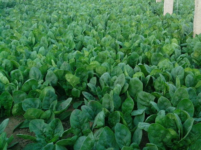 菠菜種植管理方案