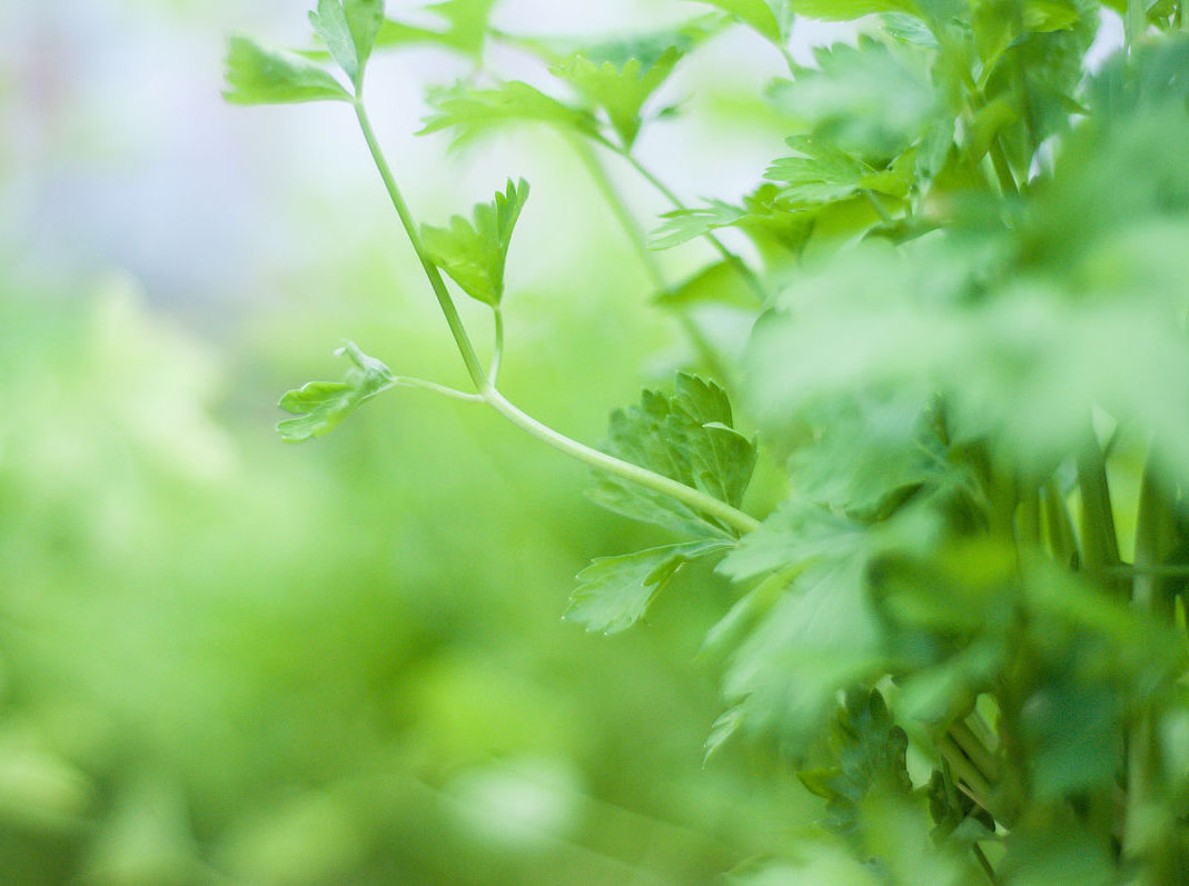 香菜種植管理指南