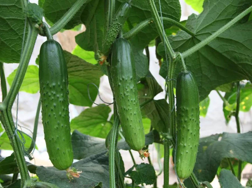 黃瓜種植管理方案