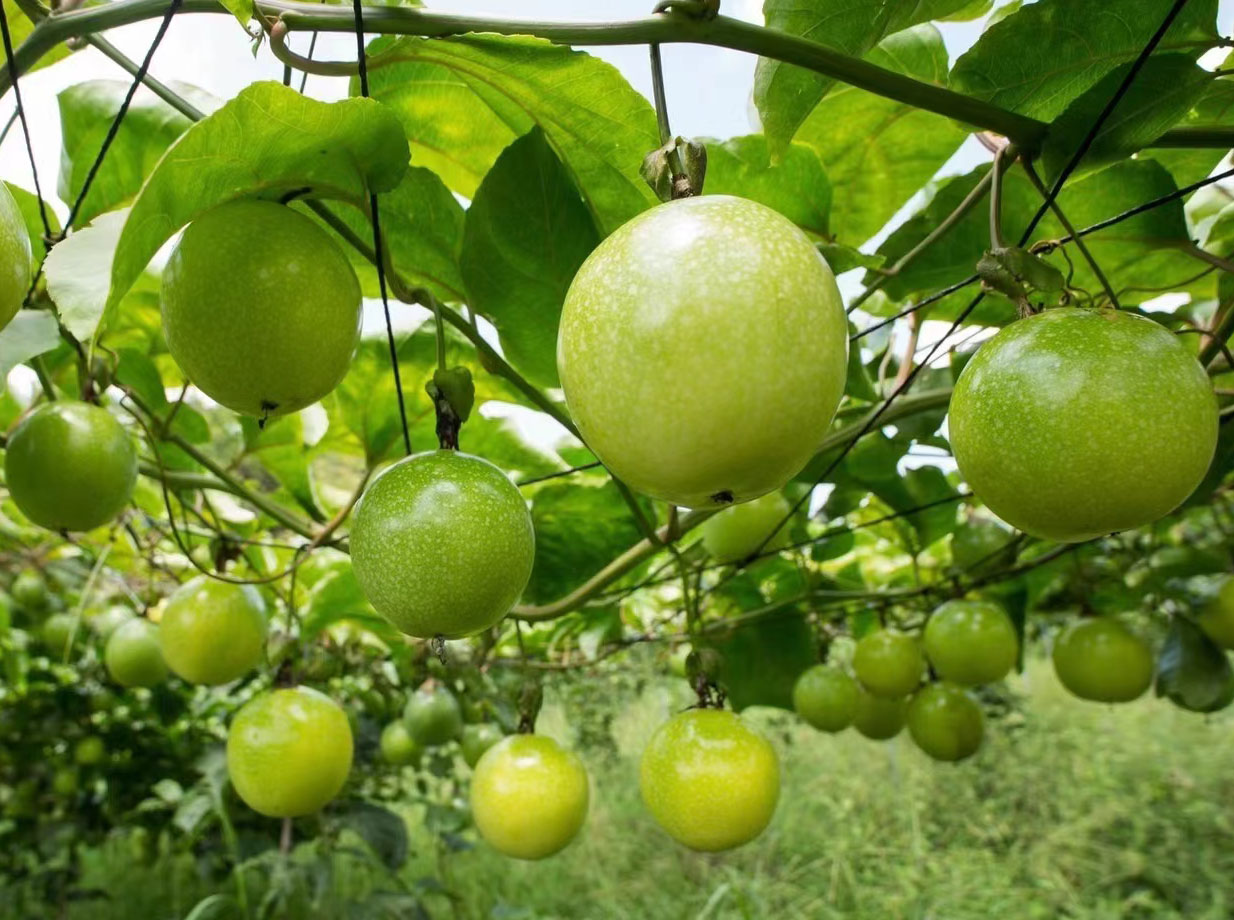 百香果種植管理方案