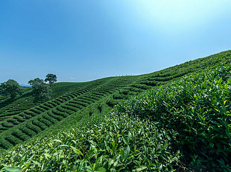 茶的發(fā)展及茶樹種植要點(diǎn)