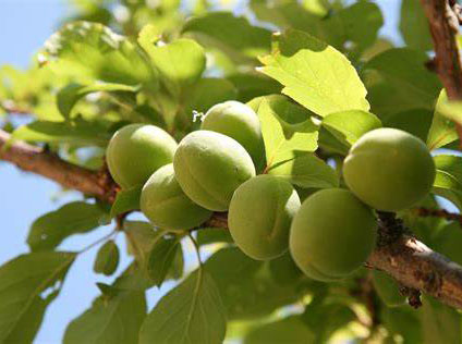 青梅簡(jiǎn)介及種植管理方案